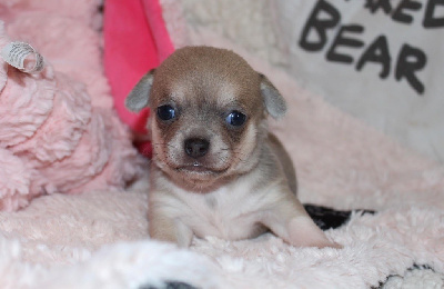 Les chiots de Chihuahua