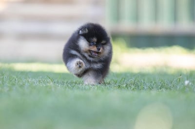 Les chiots de Spitz allemand