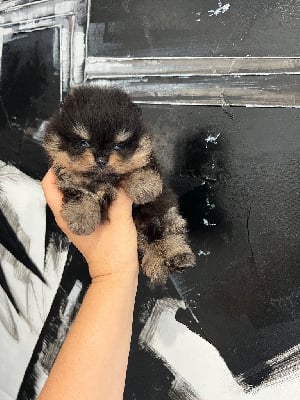 Les chiots de Spitz allemand