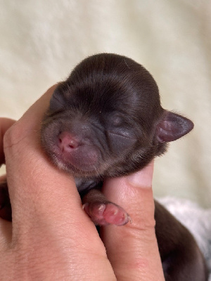 Les chiots de Chihuahua