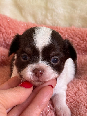 Les chiots de Chihuahua