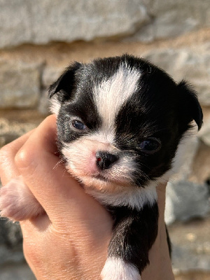 Les chiots de Chihuahua