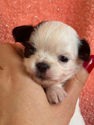 CHIOT - Chihuahua