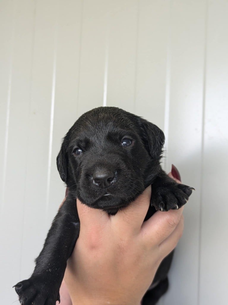 CHIOT - Labrador Retriever