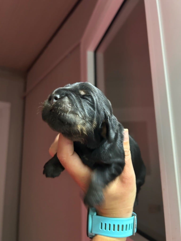 CHIOT - Cocker Spaniel Anglais