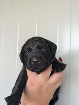 Les chiots de Labrador Retriever