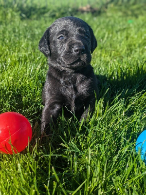 Les chiots de Labrador Retriever