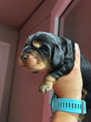 CHIOT - Cocker Spaniel Anglais