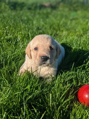 Les chiots de Labrador Retriever