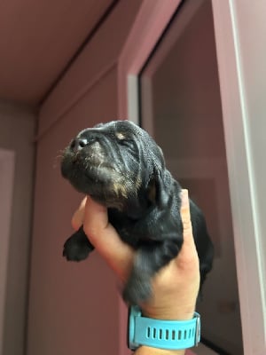 Les chiots de Cocker Spaniel Anglais