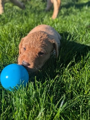 Les chiots de Labrador Retriever