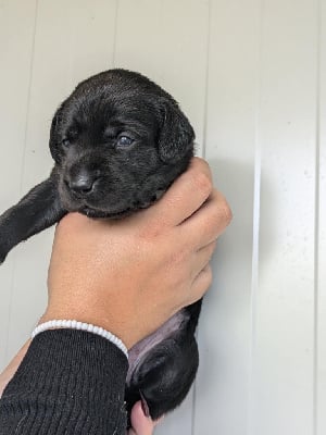 Les chiots de Labrador Retriever