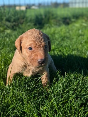 Les chiots de Labrador Retriever