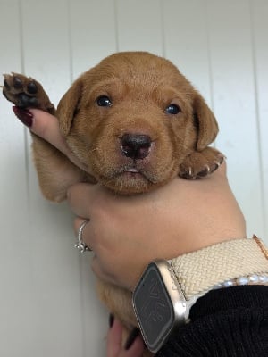 Les chiots de Labrador Retriever