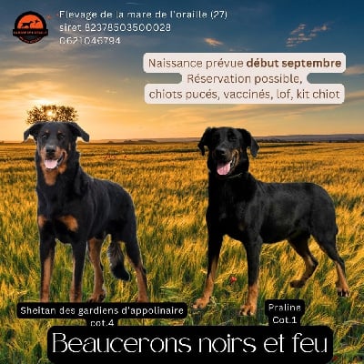 Les chiots de Berger de Beauce