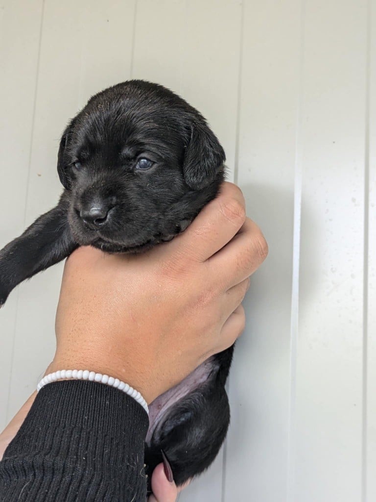 CHIOT - Labrador Retriever