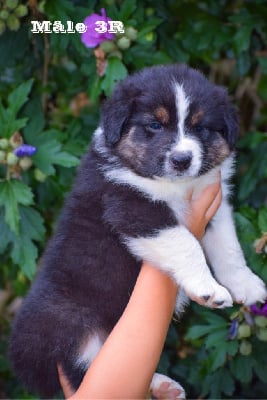 Les chiots de Berger Australien