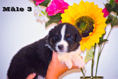 Les chiots de Berger Australien