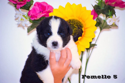 Les chiots de Berger Australien