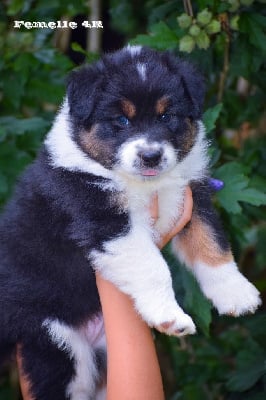 Les chiots de Berger Australien