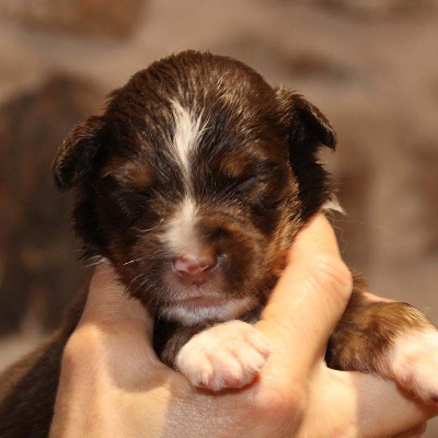 Les chiots de Berger Australien