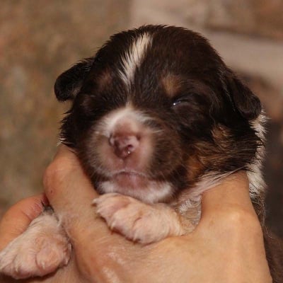 Les chiots de Berger Australien