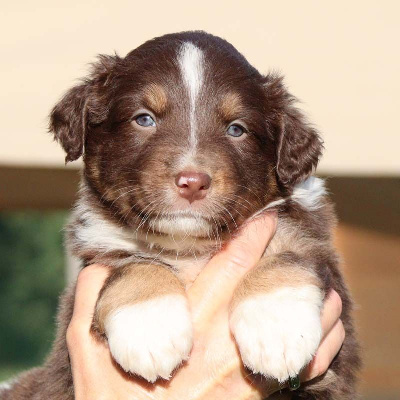 Les chiots de Berger Australien