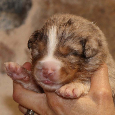 Les chiots de Berger Australien