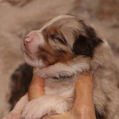 Les chiots de Berger Australien