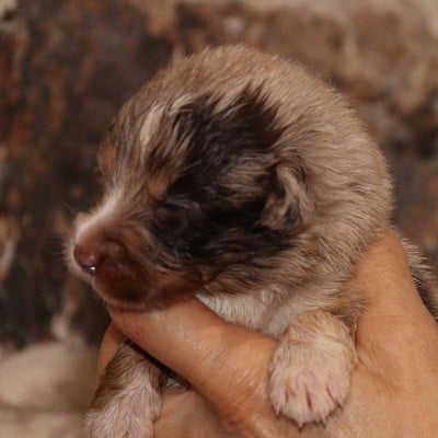 Les chiots de Berger Australien