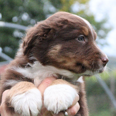 Les chiots de Berger Australien