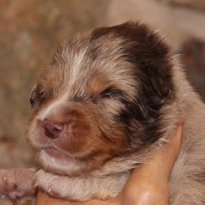 Les chiots de Berger Australien