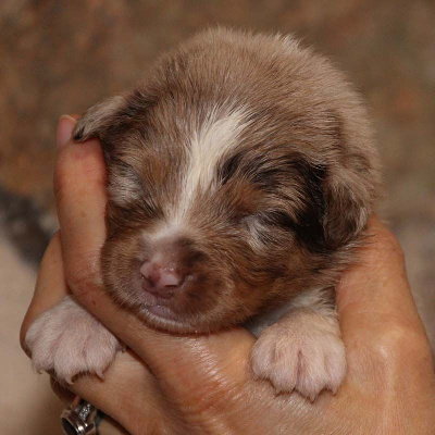 Les chiots de Berger Australien