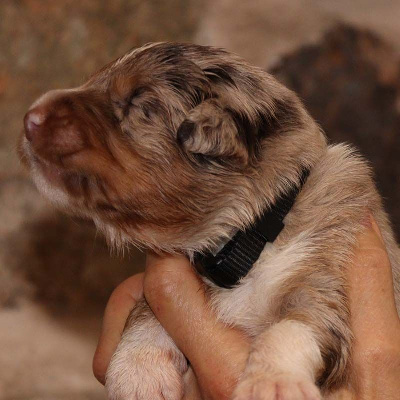 Les chiots de Berger Australien