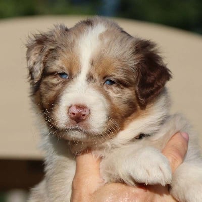 Les chiots de Berger Australien