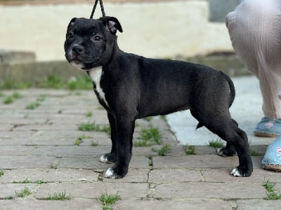 Les chiots de Staffordshire Bull Terrier