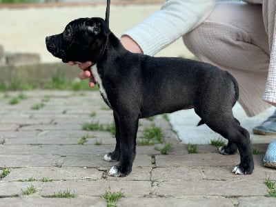 Les chiots de Staffordshire Bull Terrier