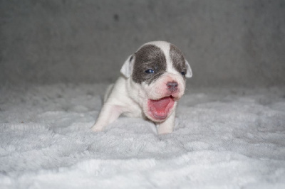 Les chiots de Staffordshire Bull Terrier