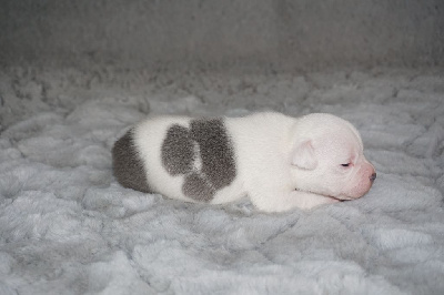 Les chiots de Staffordshire Bull Terrier