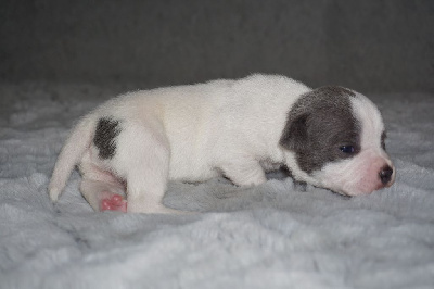 Les chiots de Staffordshire Bull Terrier