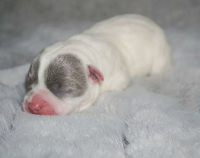 Les chiots de Staffordshire Bull Terrier