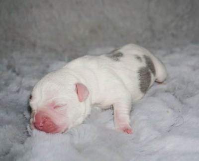 Les chiots de Staffordshire Bull Terrier