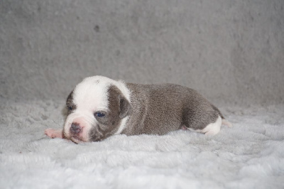 Les chiots de Staffordshire Bull Terrier