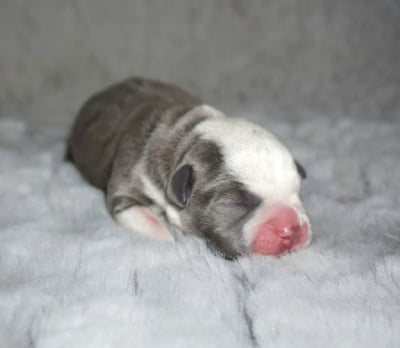 Les chiots de Staffordshire Bull Terrier