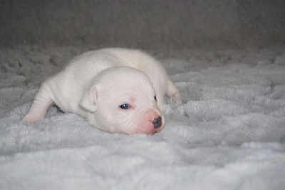 Les chiots de Staffordshire Bull Terrier