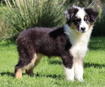 Les chiots de Berger Australien