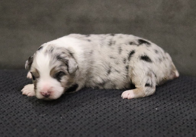 Les chiots de Berger Australien