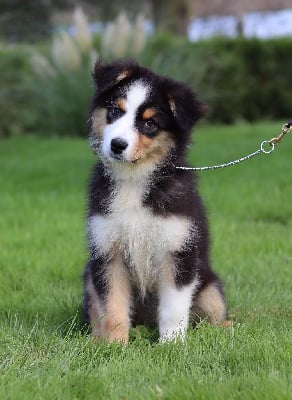 Les chiots de Berger Australien