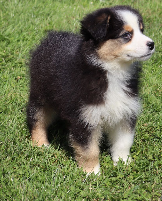 Les chiots de Berger Australien