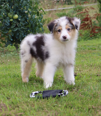 Les chiots de Berger Australien